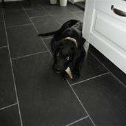 Labrador retriever Kato