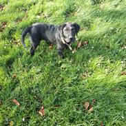 Labrador retriever Kato