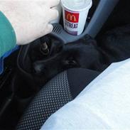 Labrador retriever Kato