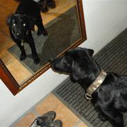 Labrador retriever Kato