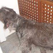 Ruhåret hønsehund Gibi<3 VBH! R.I.P!<3
