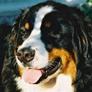 Berner sennenhund Euro Kensens Edna