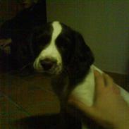 Engelsk springer spaniel Troja