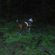 Staffordshire bull terrier Arthos