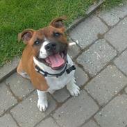 Staffordshire bull terrier Arthos