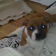 Staffordshire bull terrier Arthos