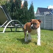 Staffordshire bull terrier Arthos