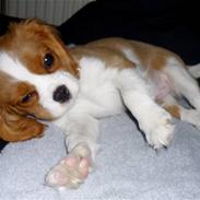Cavalier king charles spaniel Jagger