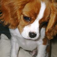 Cavalier king charles spaniel Jagger