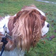 Cavalier king charles spaniel Amazing Olympia Flame