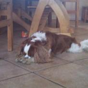 Cavalier king charles spaniel Amazing Olympia Flame