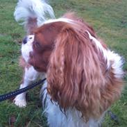 Cavalier king charles spaniel Amazing Olympia Flame