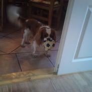 Cavalier king charles spaniel Amazing Olympia Flame