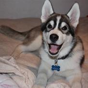 Siberian husky Cody