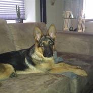 Schæferhund Snested Andy