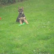 Schæferhund Snested Andy