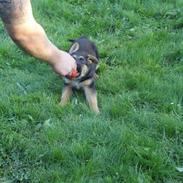 Schæferhund Snested Andy