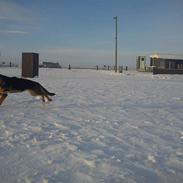 Schæferhund Snested Andy