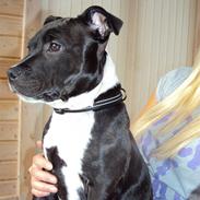 Staffordshire bull terrier Babe