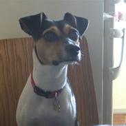 Dansk svensk gaardhund Sally