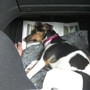 Dansk svensk gaardhund Sally