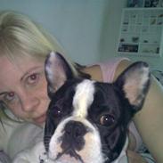 Fransk bulldog Mozart