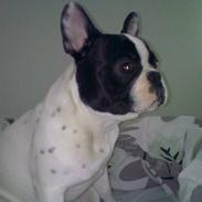 Fransk bulldog Mozart