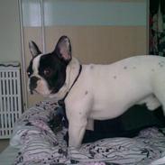 Fransk bulldog Mozart