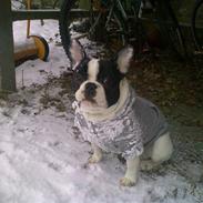 Fransk bulldog Mozart