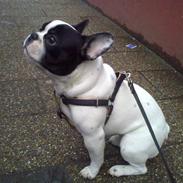 Fransk bulldog Mozart