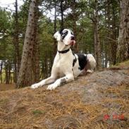 Grand danois DKCH Great Bel´s Quintus