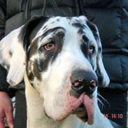 Grand danois DKCH Great Bel´s Quintus