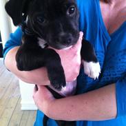 Staffordshire bull terrier Babe