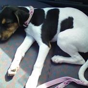 Dansk svensk gaardhund Sally