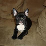Fransk bulldog Mika