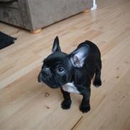Fransk bulldog Mika