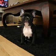 Fransk bulldog Mika