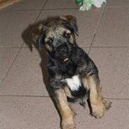 Border terrier Arthur <3