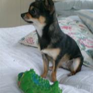 Chihuahua <3 Pixie <3