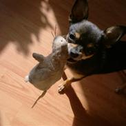 Chihuahua <3 Pixie <3