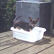Chihuahua <3 Pixie <3