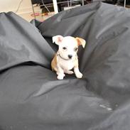Chihuahua Bailey
