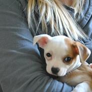 Chihuahua Bailey