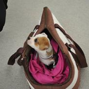 Chihuahua Bailey