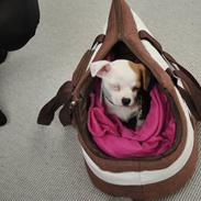 Chihuahua Bailey