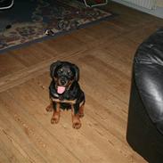 Rottweiler Aya
