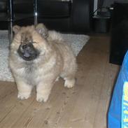Chow chow Bella