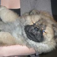 Chow chow Bella
