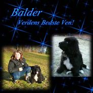 Newfoundl&#230;nder Balder *Solgt&lt;3*