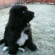 Newfoundl&#230;nder Balder *Solgt&lt;3*